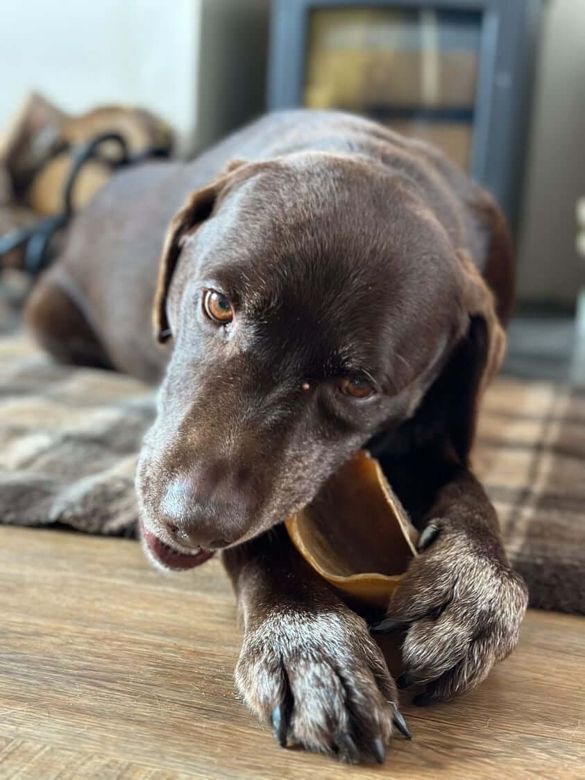 Separation Anxiety in Dogs