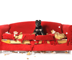 How To Stop A Dog From Chewing Furniture