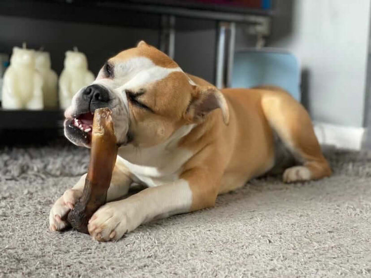 Rawhide Alternatives for Dogs
