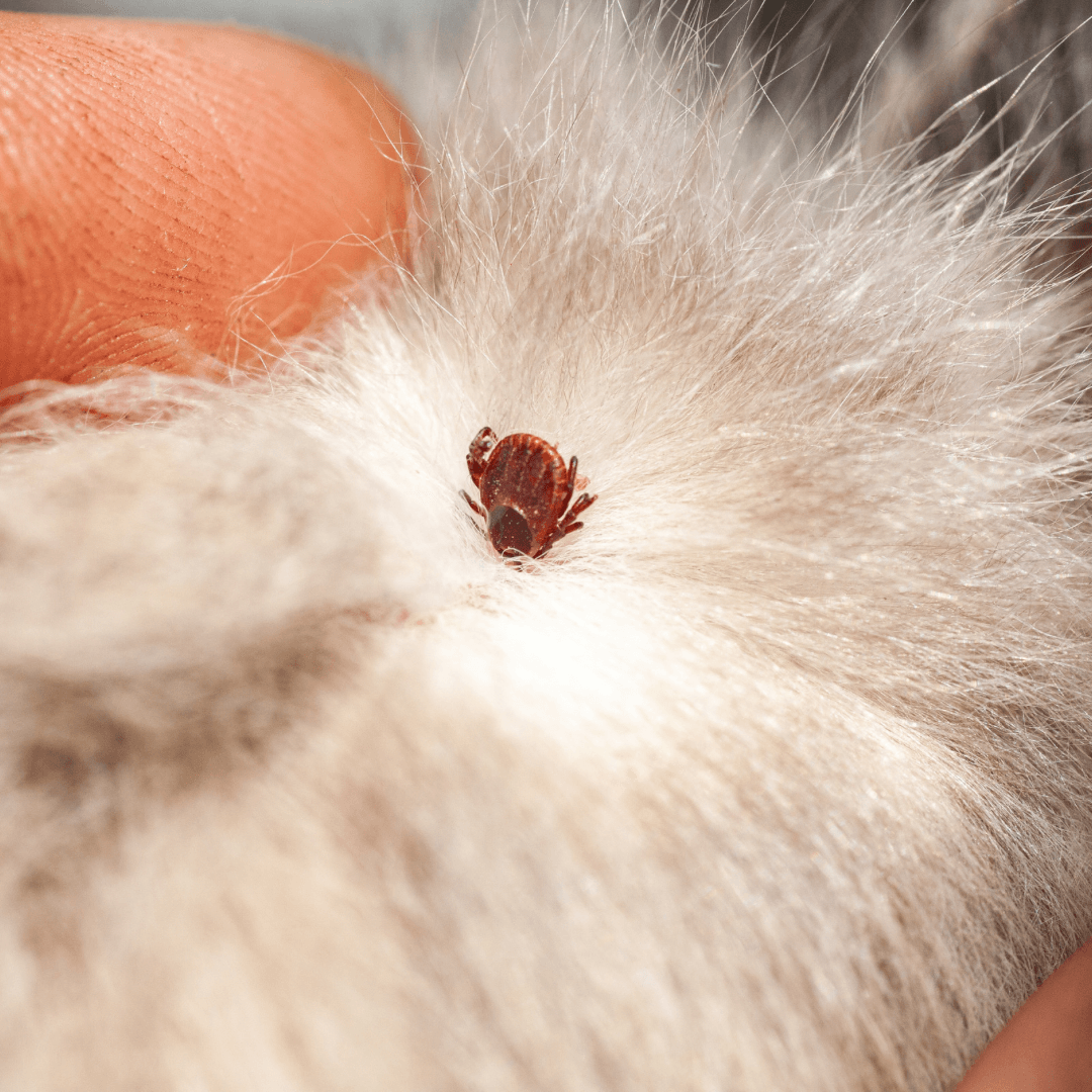 10 Natural Ways to Keep Your Dog Tick-Free