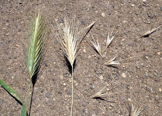 The Hidden Danger: Foxtail Grass Seeds and Your Dog