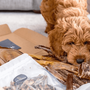Rosy Brown Puppy treat box with sprats.