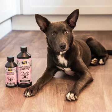 Tan Proflax Moody Bitch for Dogs