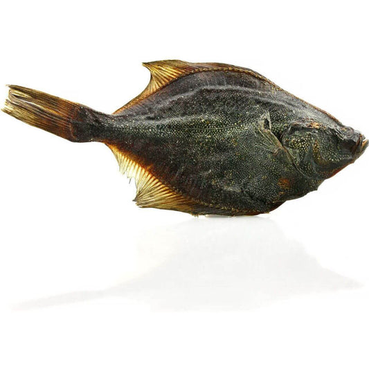 Dark Slate Gray Flounder Fish