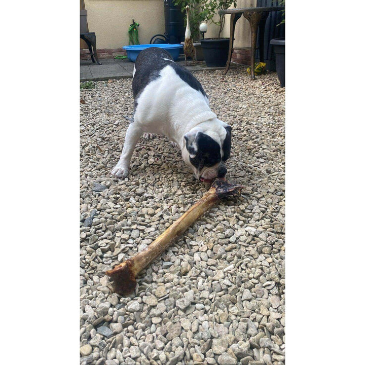 100% Ostrich Caveman bone tough long lasting Bone chew for dogs. over 50cm in length and 800g in weight