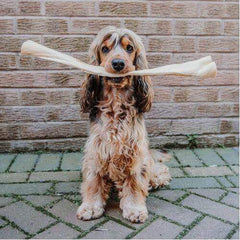 Anco Giant Buffalo Stick tough chew approx 50cm in length comes in different widths and slowly air dried to retain all the natural goodness - All Natural Dog Products